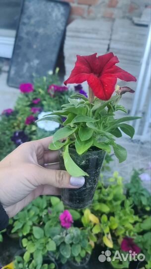 Петунья ампельная