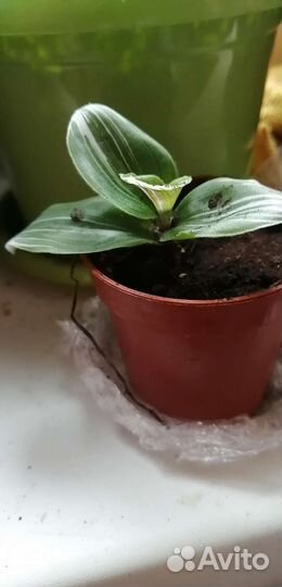 Традесканция