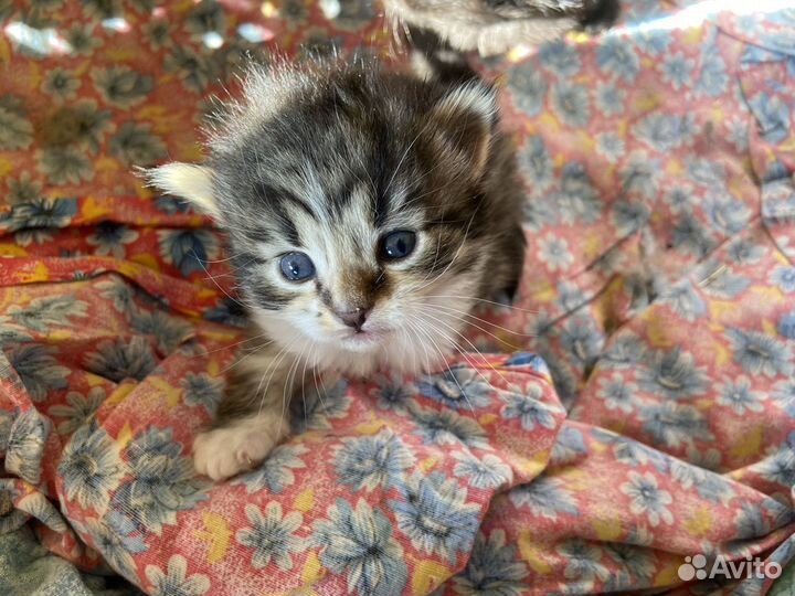 Шотландская кошечка прямоухая