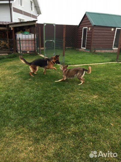 Гостиница для животных