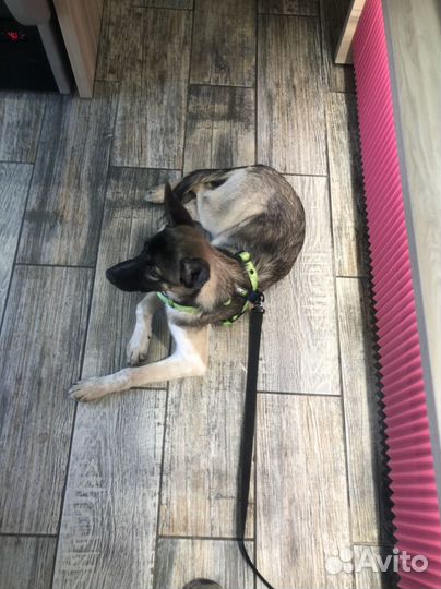 Щенок в добрые руки