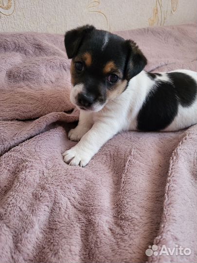 Джек Рассел терьер