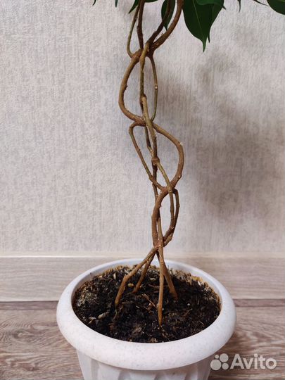 Фикус бенджамина плетеный