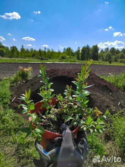 Осенняя обрезка плодовых деревьев и кустарников