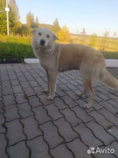 Отдам в добрые руки