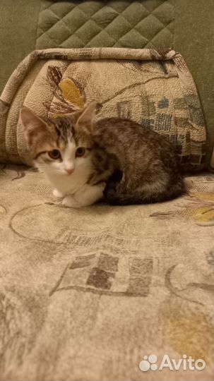Котёнок 2 месяца