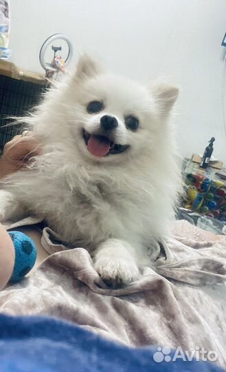 Вязка собак шпиц