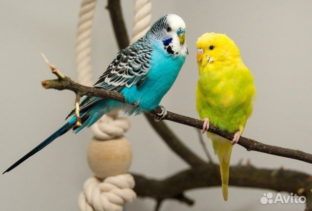 Попугаи оптом