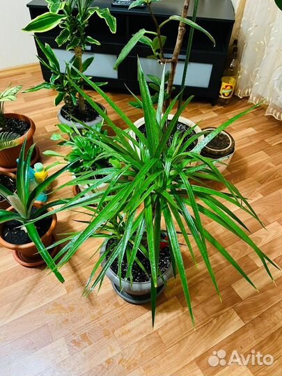 Комнатные цветы