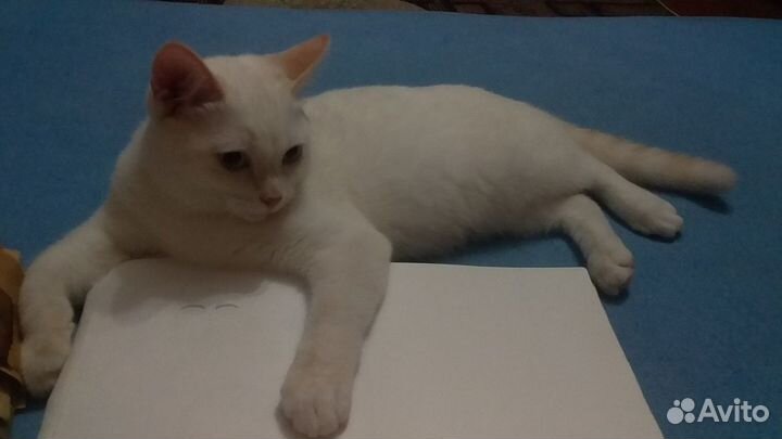 Отдам котёнка