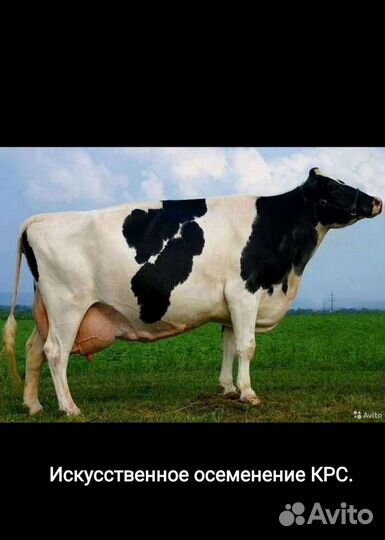 Искусственное осеменение крс