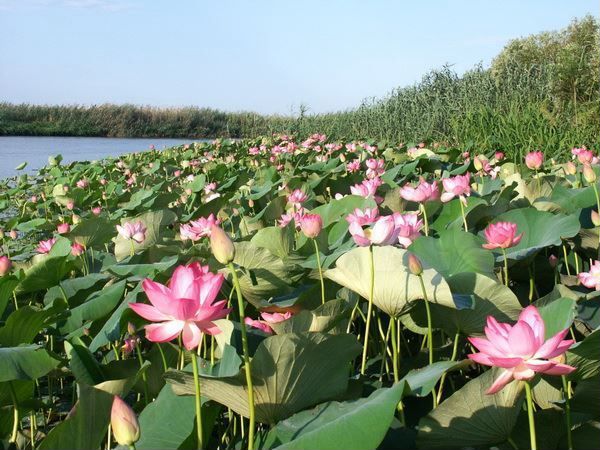 Участок 6 сот. (ИЖС)