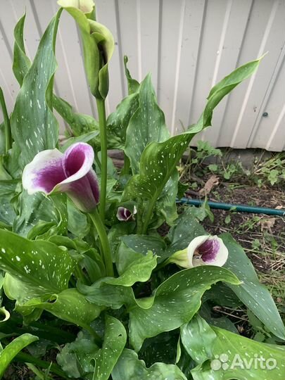 Клубни каллы