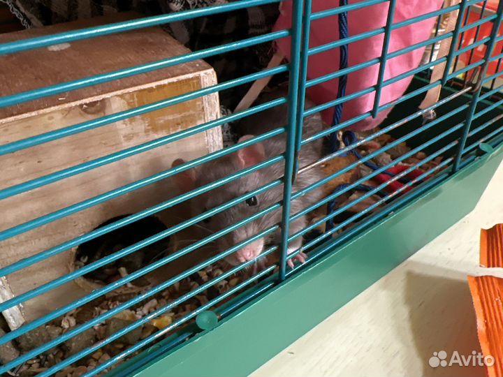 Декорактивная крыса