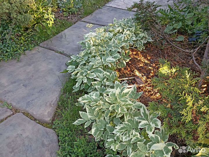 Многолетние цветы в сад