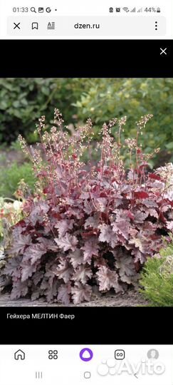 Декоративная гейхера