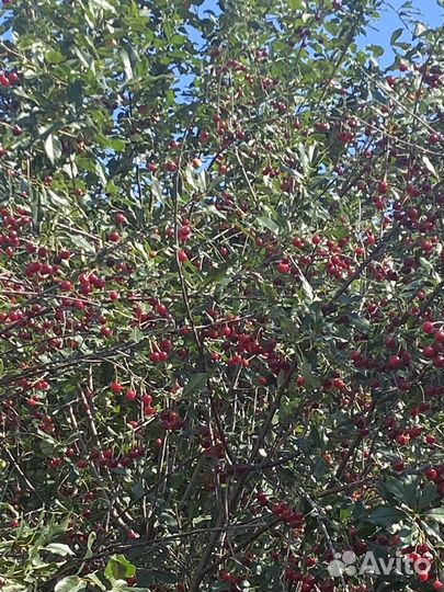 Вишня свежая