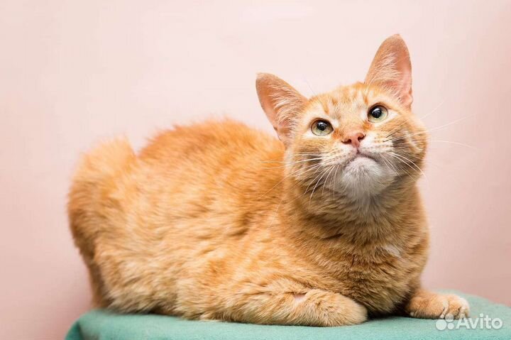 Кот кошка котенок котята рыжый в добрые руки