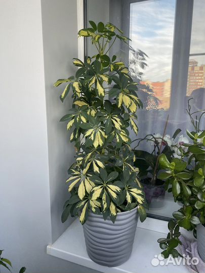 Фикус юкка шефлера цветы