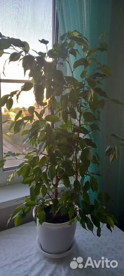 Бенджамина