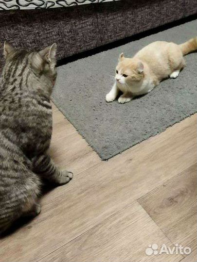 Кот на вязку