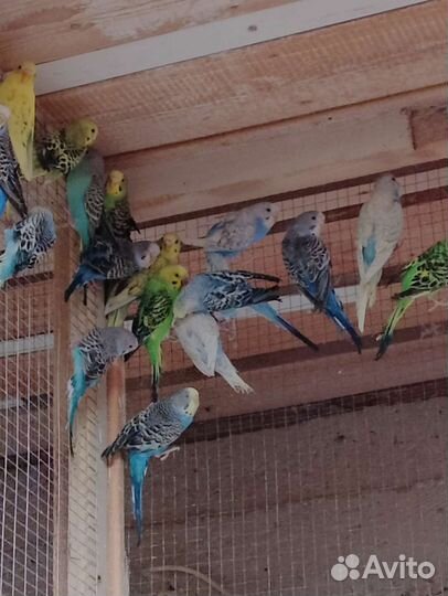 Волнистые попугаи