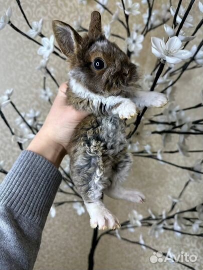 Декоративный кролики. Мини кролики. Крольчата