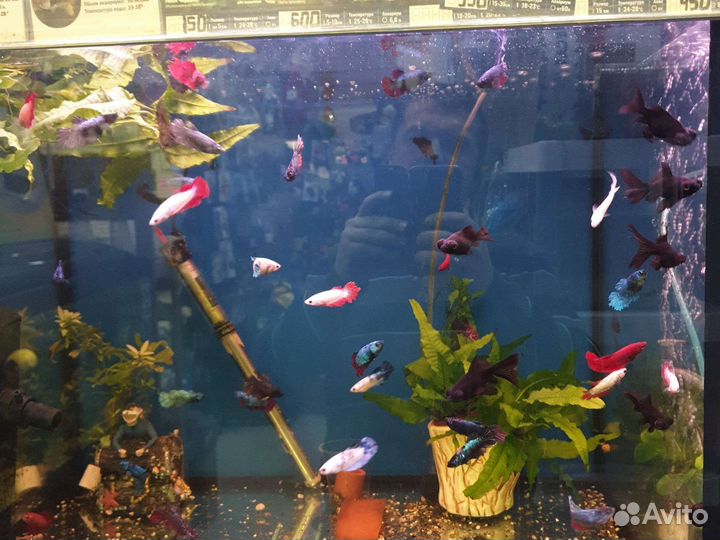 Аквариумные рыбки в ассортименте