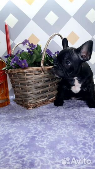 Французский бульдог мини