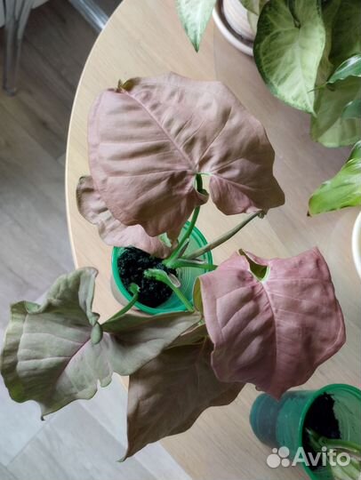 Сингониум неон робуста