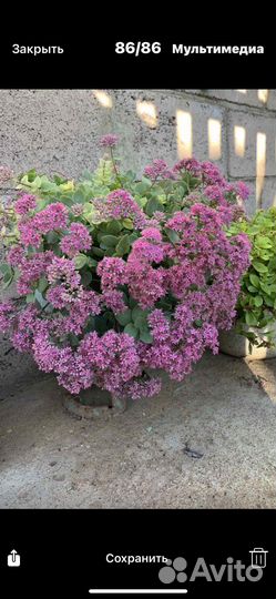 Многолетки: хоста, очитки, вербейник, молодила