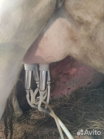 Корова дойная