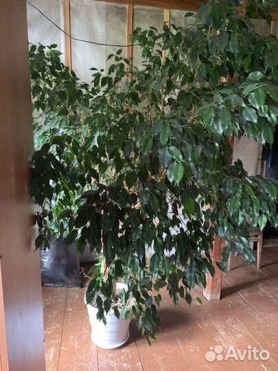 Фикус бенджамина