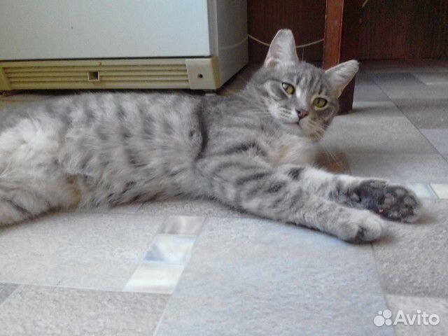 Молодой умный кот