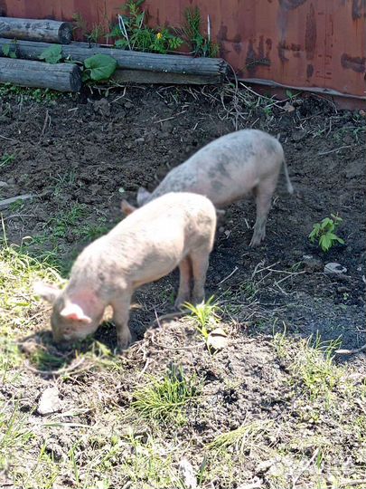 Поросенок ландрас