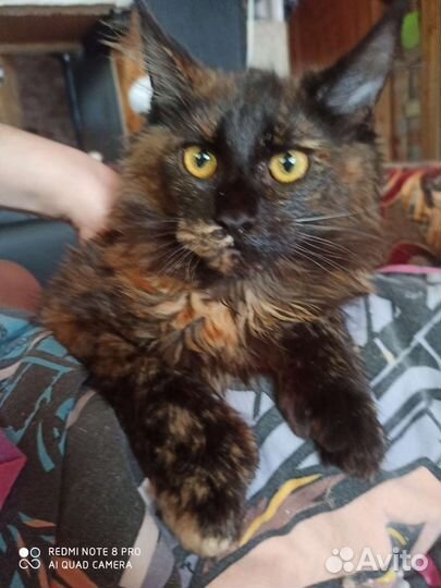 Мейн-кун 2 котика и 3 кошечки, в любимцы и без