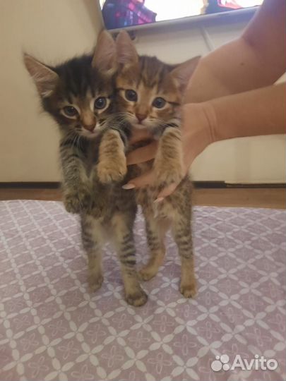 Кошка в дар