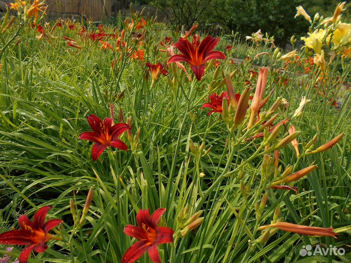 Растения для сада