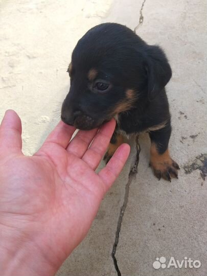 Отдам щенков таксы в хорошие руки