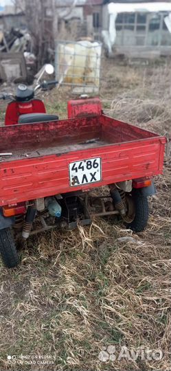 Продам муравья