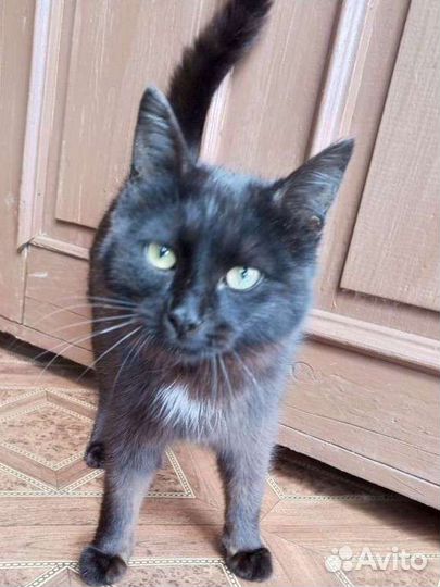 Котик в добрые руки