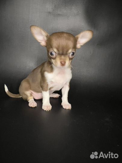 Чихуахуа девочка готова к переезду