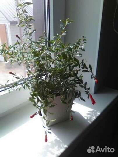 Гранат комнотный