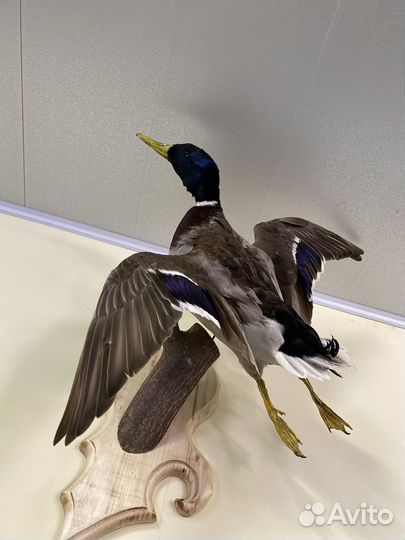 Чучела уток