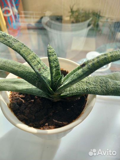 Гастерия, суккуленты