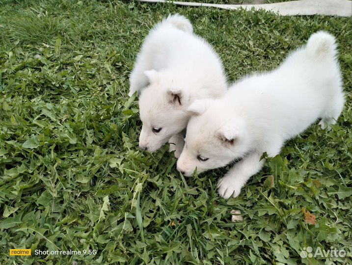 Щенки Хаски