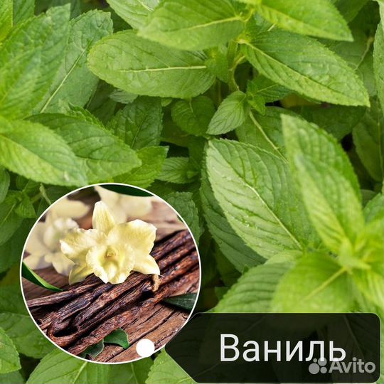 Мята 7 ароматов