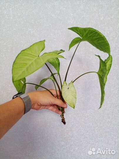 Сингониум Вайт Баттерфяляй