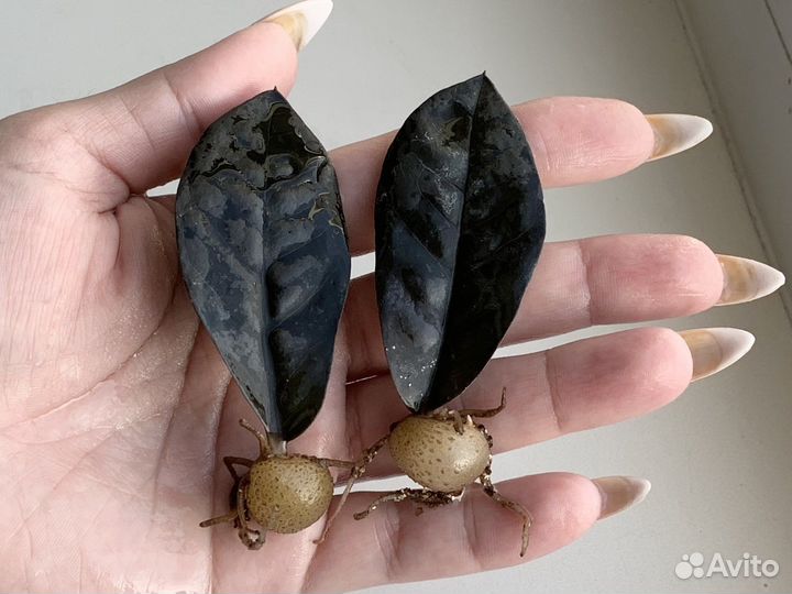 Замиокулькас черный равен