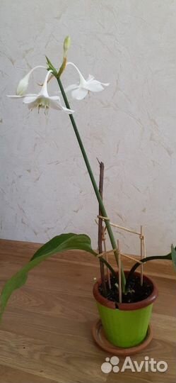 Комнатные цветы эухарис